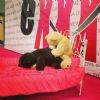2015�����_��˹����չeXXXotica���ʼ��\�DƬ10